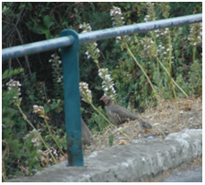 Barbary Partridge seeking an open space by the roadside.